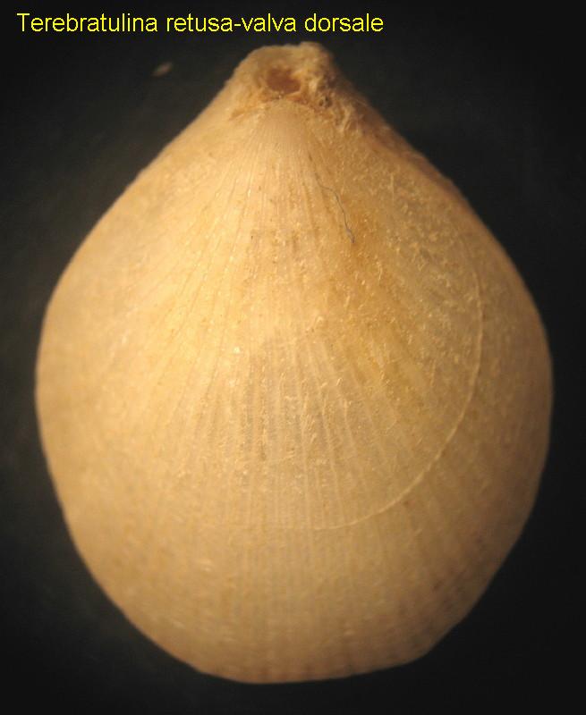 Terebratulina retusa (Linneo, 1758)